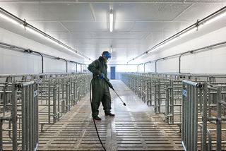 Limpieza granjas porcinas avicolas