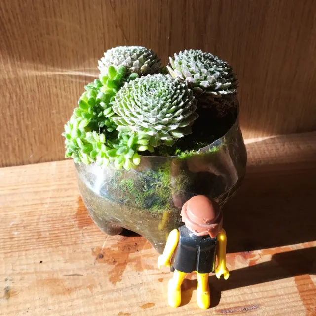 "SIEMPREVIVA TELARAÑAS". Planta suculenta