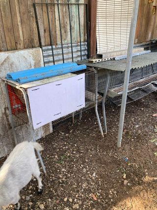 Jaulas cria canario i gallinas ponedoras