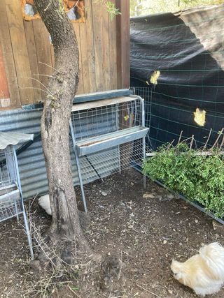 Jaulas cria canario i gallinas ponedoras