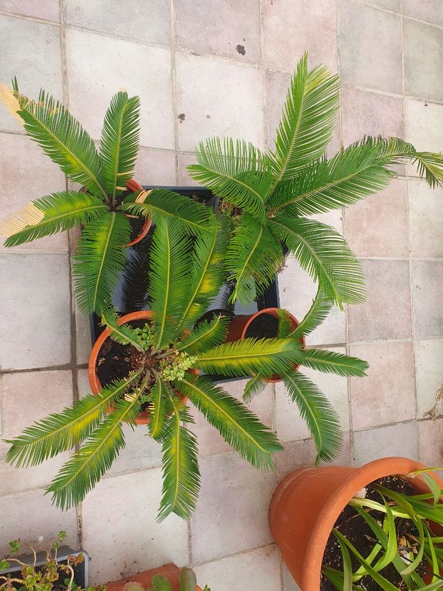 Planta Cyca revoluta 2 años