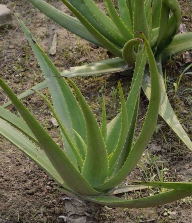 Aloe natural huerto ecologico ULTIMAS 4 unidades