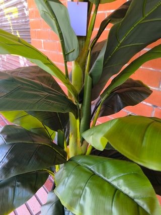 Platanera artificial