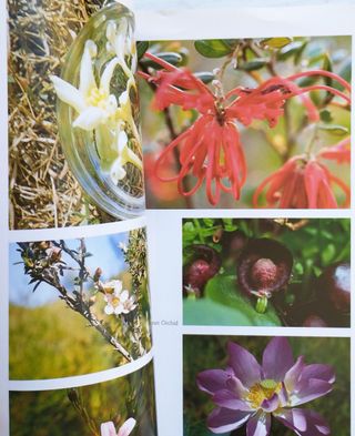 Esencias Florales BUSH de Australia- Ian White 