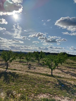 Terreno con Almendros