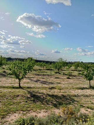 Terreno con Almendros