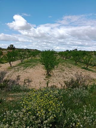 Terreno con Almendros