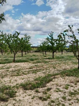 Terreno con Almendros