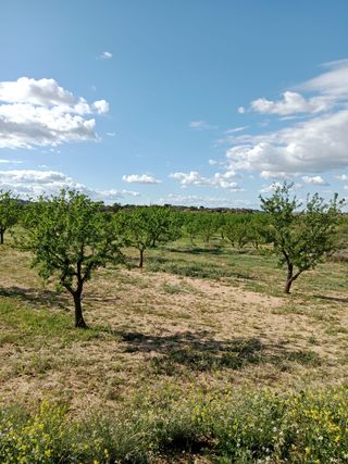Terreno con Almendros