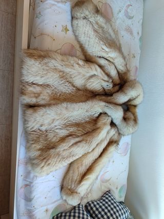 Abrigo 100x100pelo zorro azul Polonia 