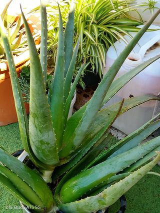 Aloe vera