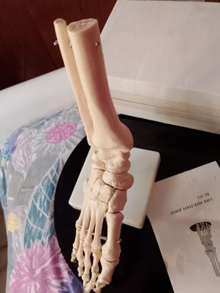 Modello anatomico "piede".