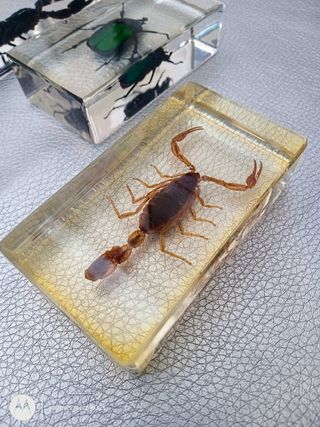 Insetti imbalsamati in resina