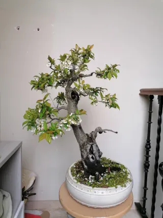 Bonsái de ciruelo