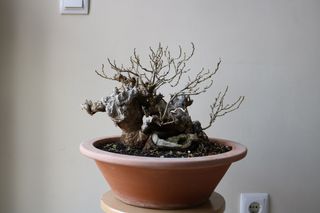 Broussonetia bonsái tronco monstruo, madera muerta