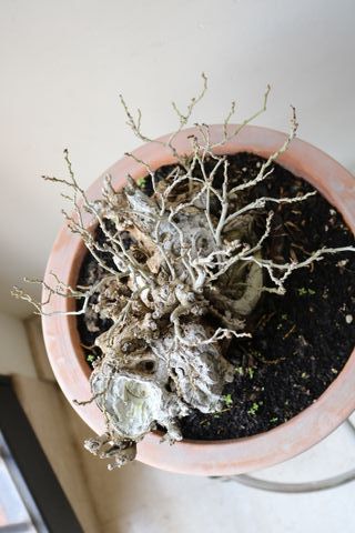 Broussonetia bonsái tronco monstruo, madera muerta