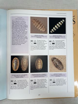 Encyclopedia of Shells
