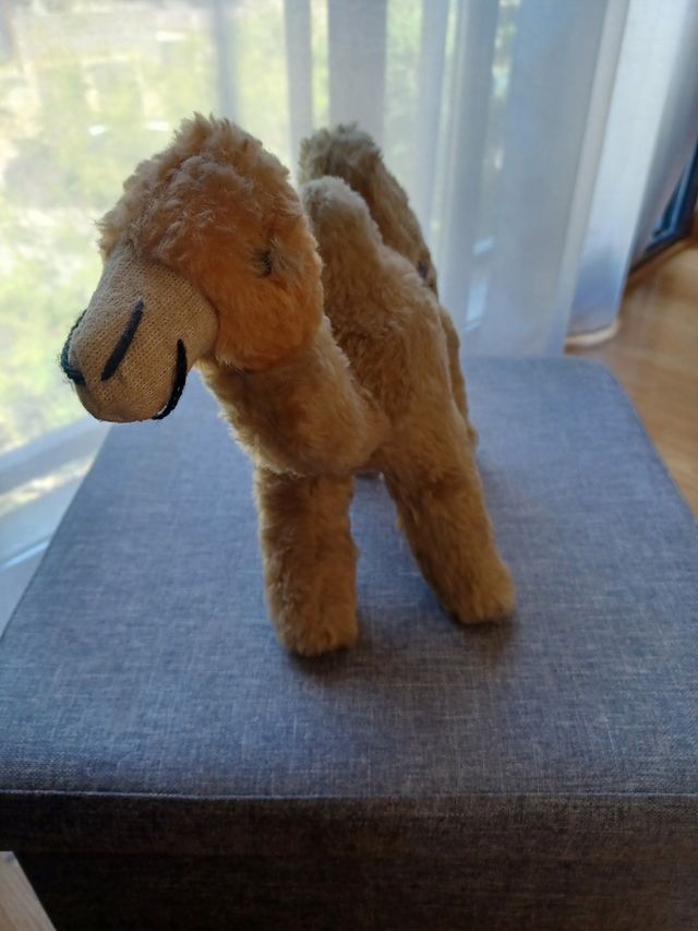 Camello autentico d Tunez decoracion