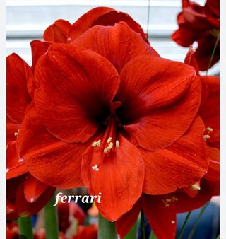 Bulbo hippeastrum 
