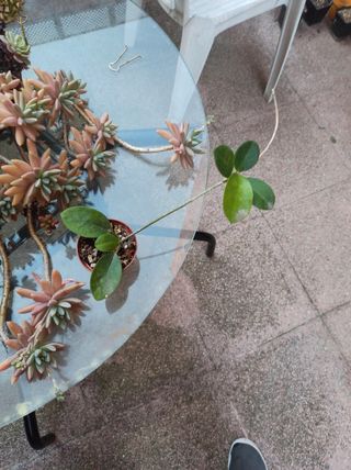 Hoya Australia tenuipes