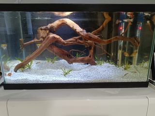 Acuario todo incluido!
