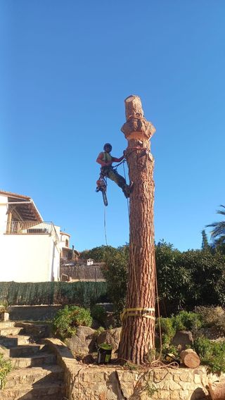 Tala Pins-Tala Pinos