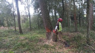 Tala Pins-Tala Pinos