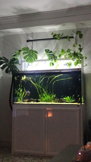Acuario 400 litros