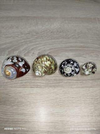 Lote 4 conchas espectaculares de Nácar