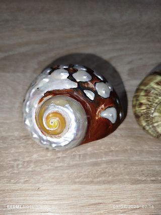 Lote 4 conchas espectaculares de Nácar