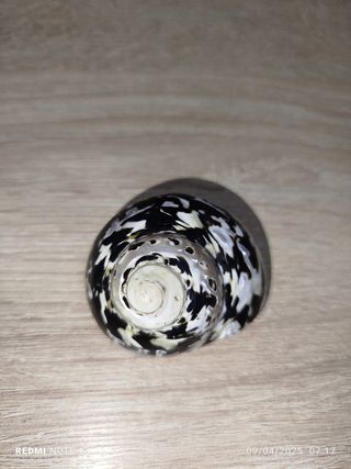 Lote 4 conchas espectaculares de Nácar