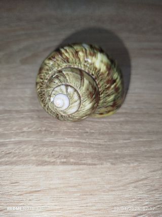 Lote 4 conchas espectaculares de Nácar