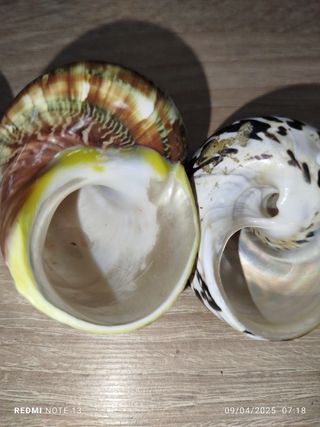 Lote 4 conchas espectaculares de Nácar