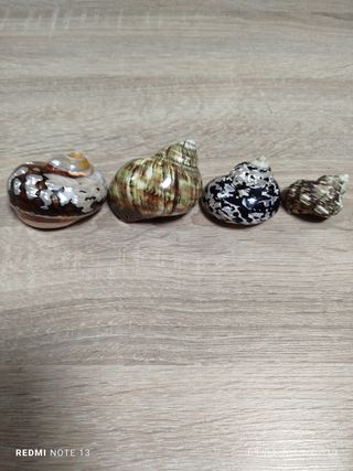 Lote 4 conchas espectaculares de Nácar