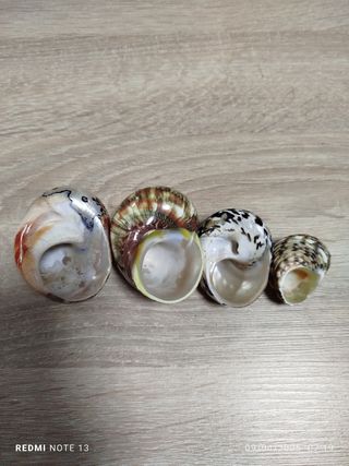 Lote 4 conchas espectaculares de Nácar
