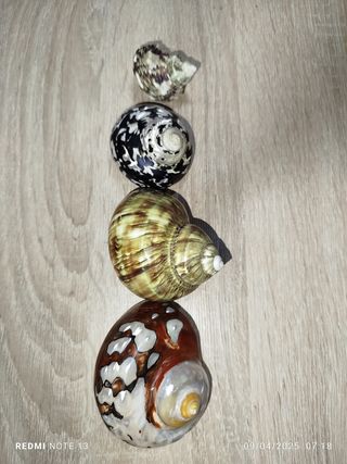 Lote 4 conchas espectaculares de Nácar