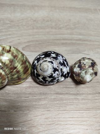 Lote 4 conchas espectaculares de Nácar