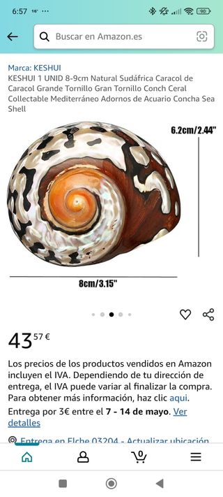 Lote 4 conchas espectaculares de Nácar