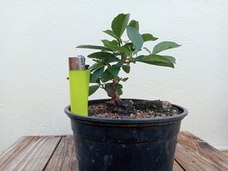 Bonsai ciruelo