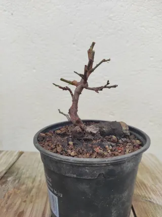 Bonsai ciruelo