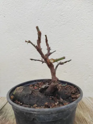 Bonsai ciruelo