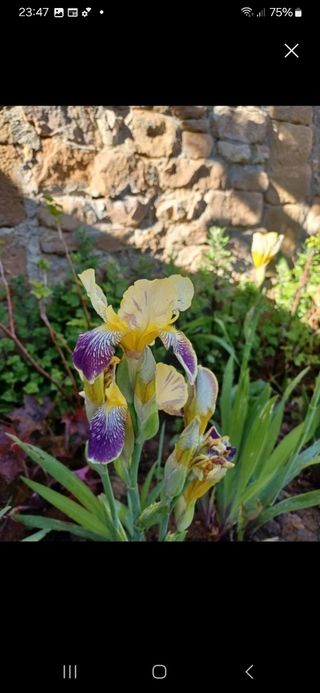 Iris Germánica.