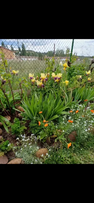 Iris Germánica. Stellata