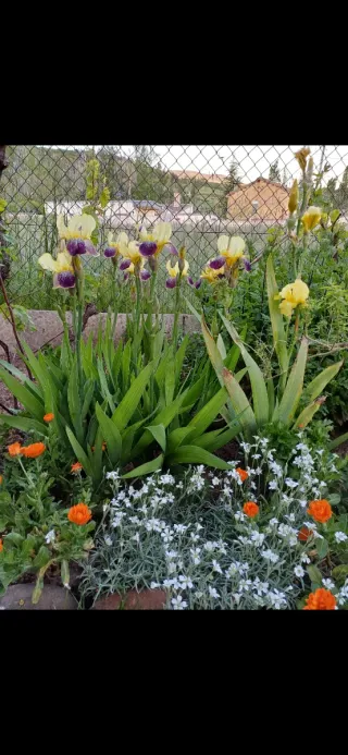 Iris Germánica. Stellata