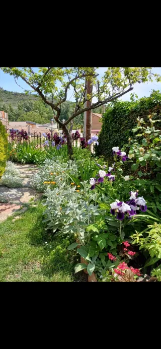 Iris Germánica. Stellata