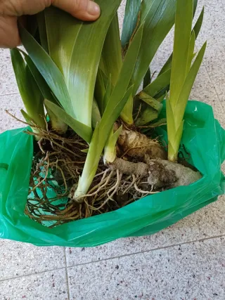 Iris Germánica. Stellata