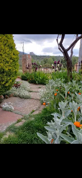 Iris Germánica. Stellata