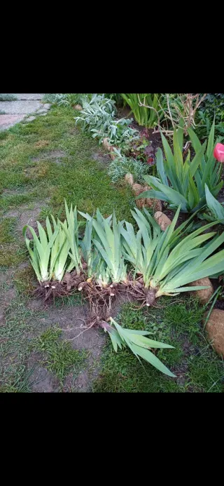 Iris Germánica. Stellata