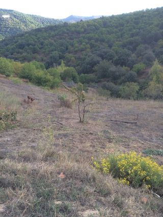 Parcela Rústica de regadio en Cartajima