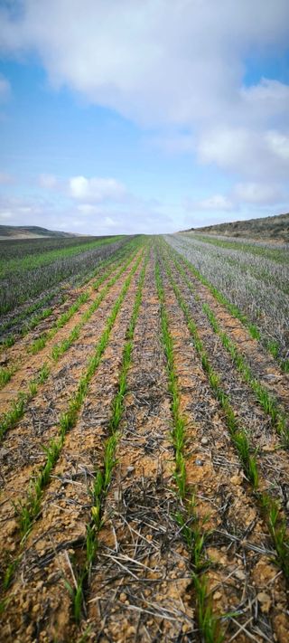 Sembradora John deere. Siembra directa